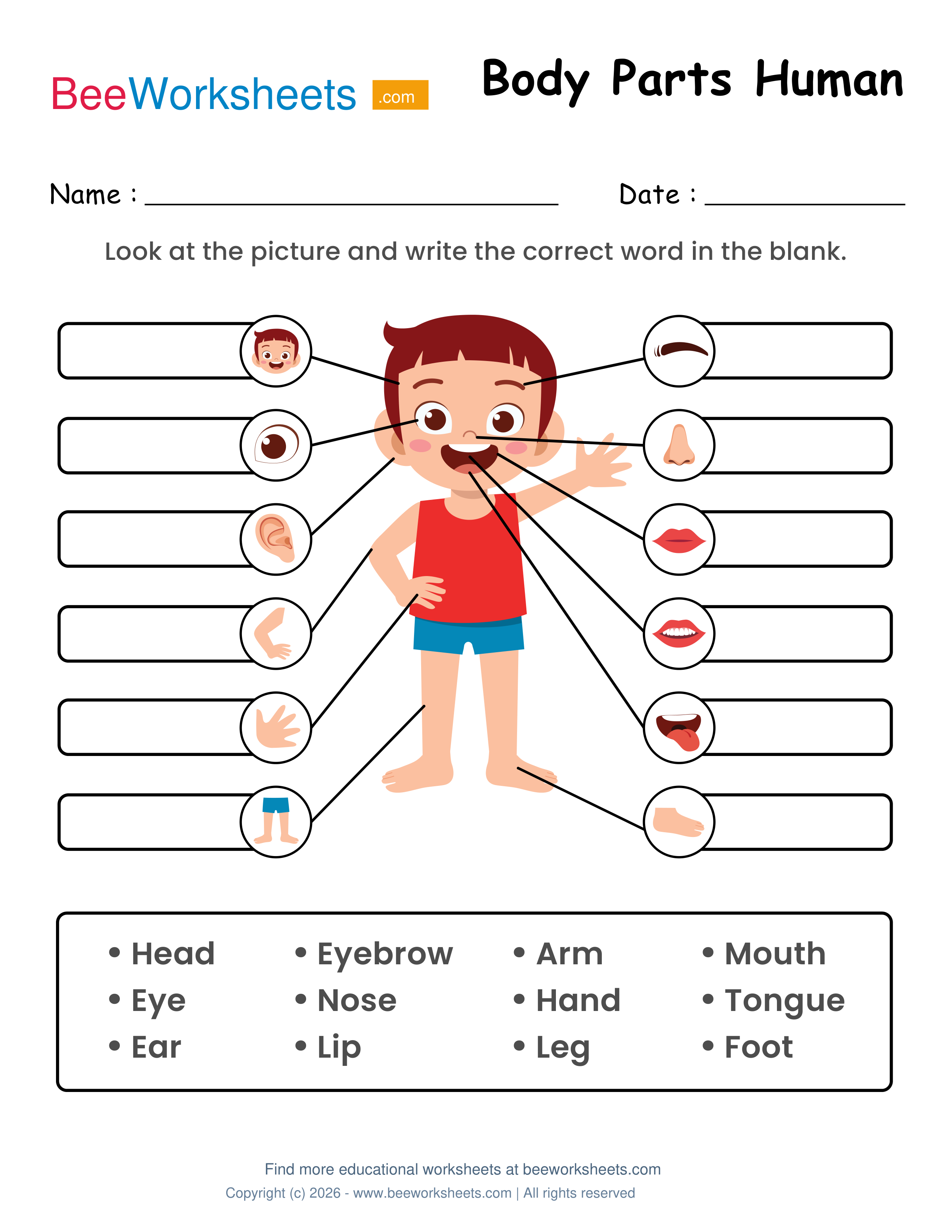 Label the Body Parts of Human (Boy) Worksheet Preview