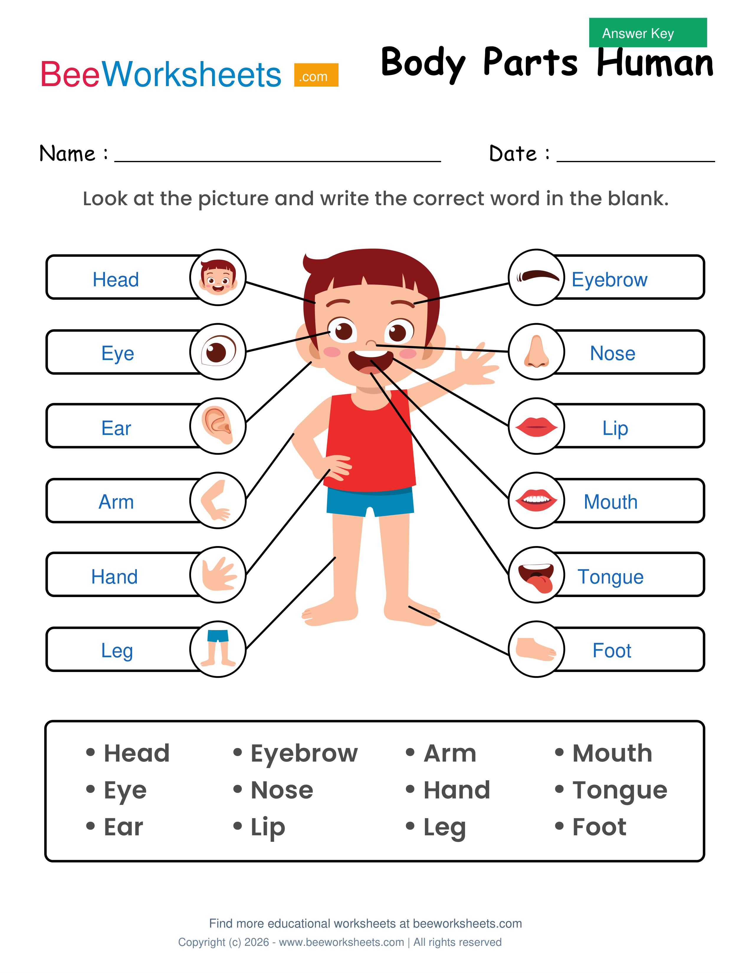 Teacher answer key and solutions preview for Label the Body Parts of Human (Boy) Worksheet printable PDF