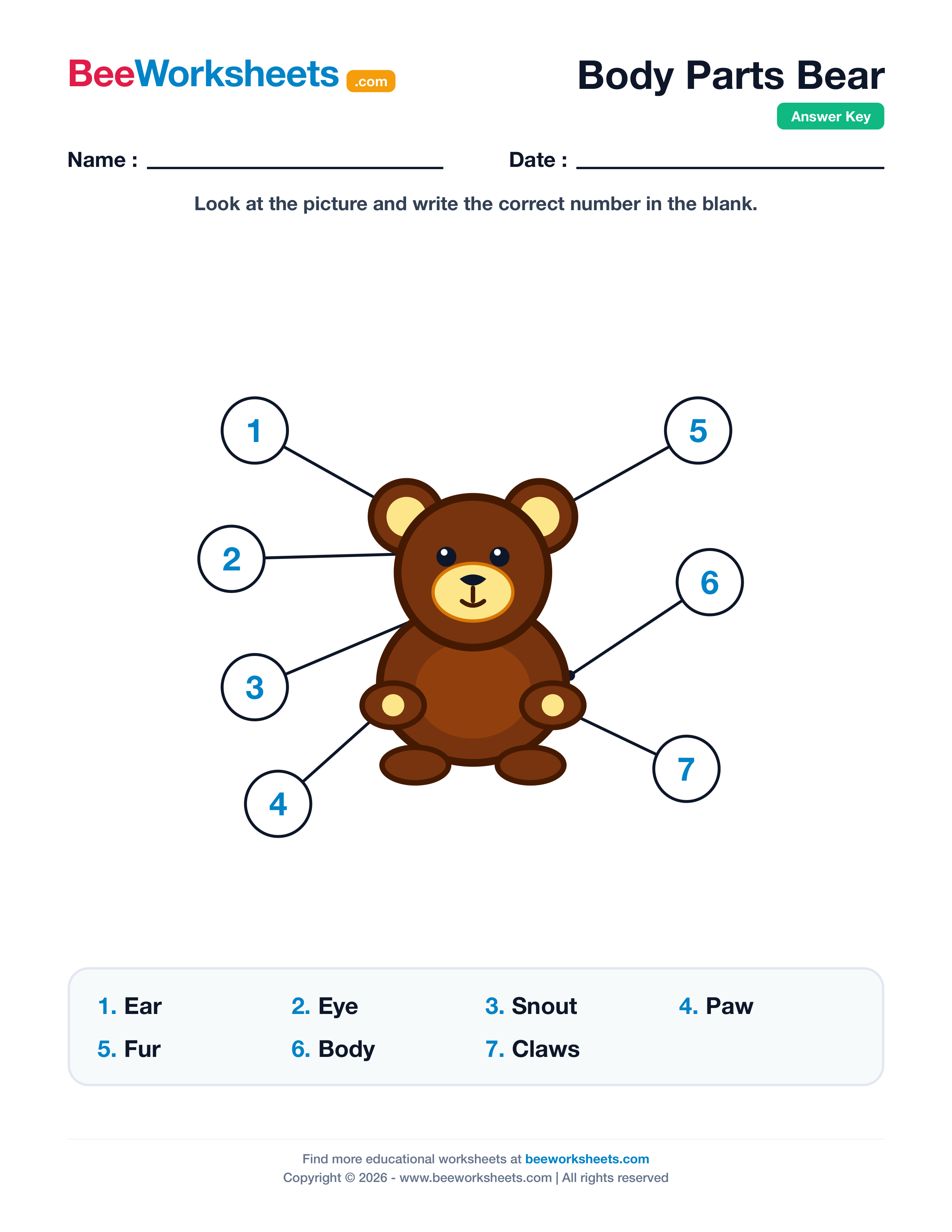 Teacher answer key and solutions preview for Label the Body Parts of Bear Worksheet printable PDF