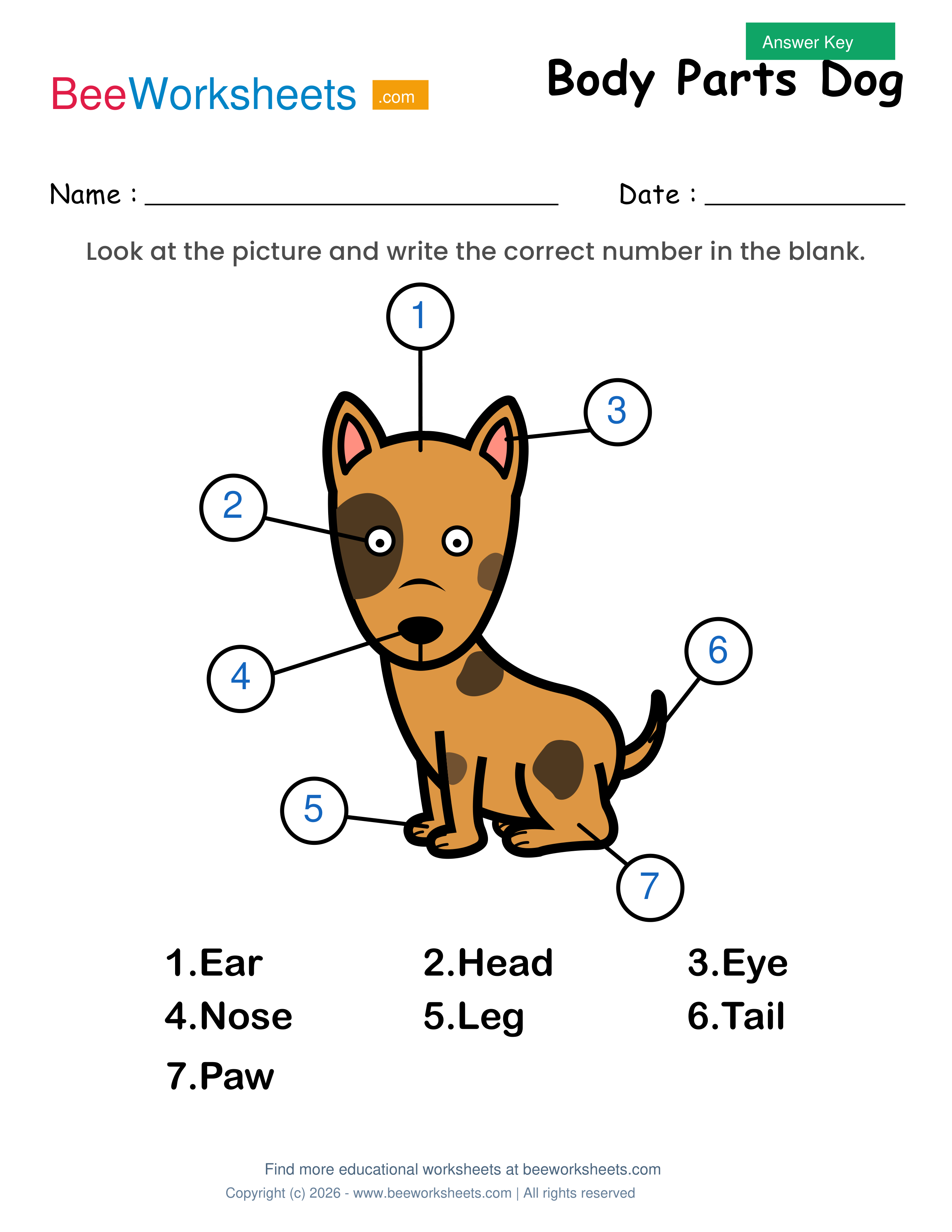 Teacher answer key and solutions preview for Label the Body Parts of Dog Worksheet printable PDF