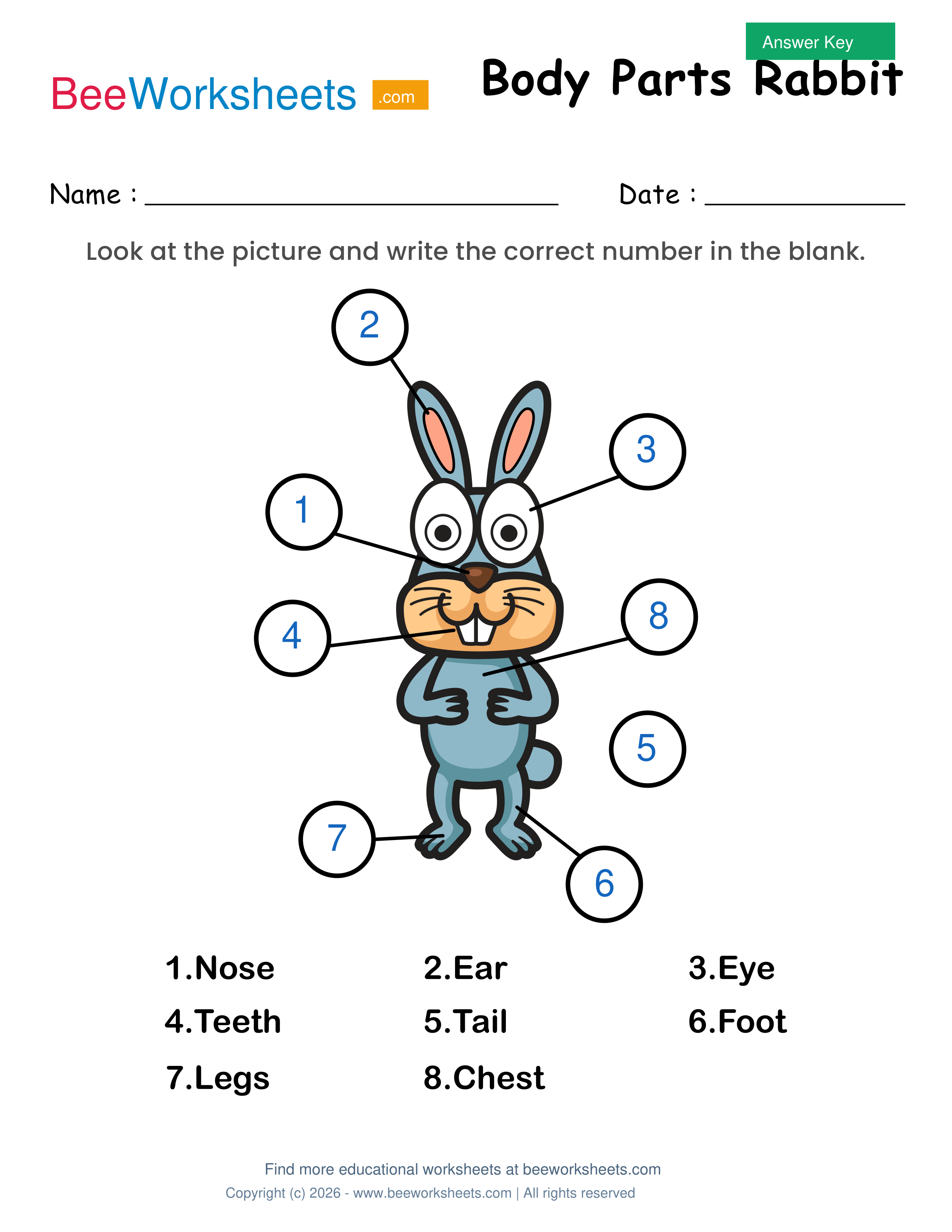 Teacher answer key and solutions preview for Label the Body Parts of Rabbit Worksheet printable PDF