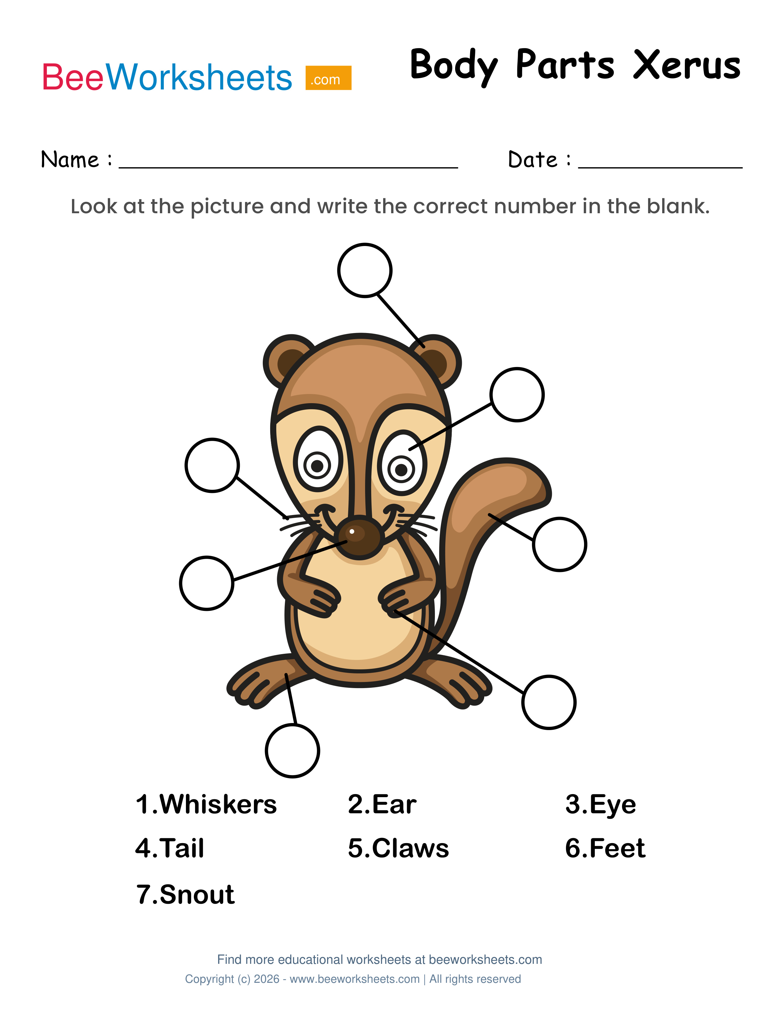 Label the Body Parts of Squirrel Worksheet Preview