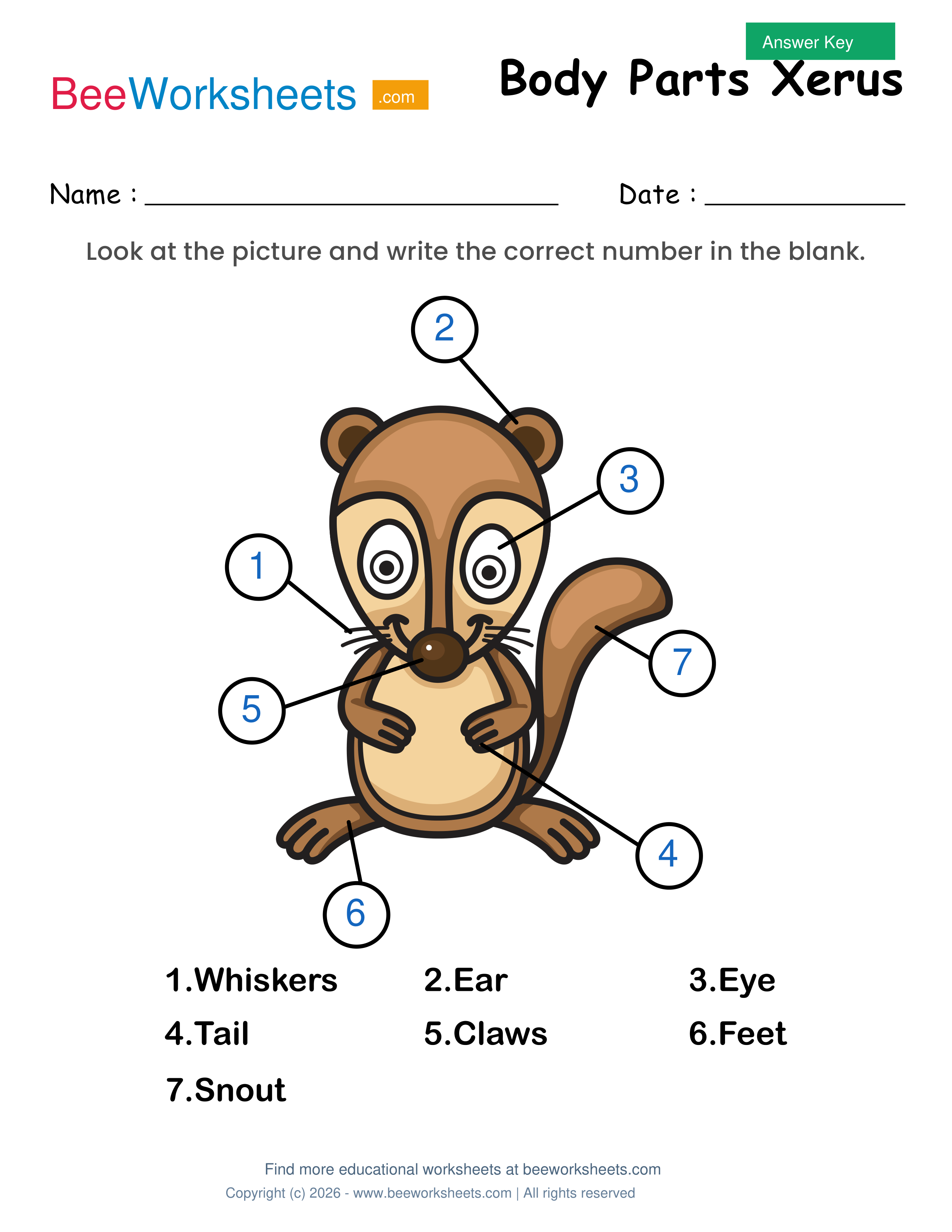Teacher answer key and solutions preview for Label the Body Parts of Squirrel Worksheet printable PDF