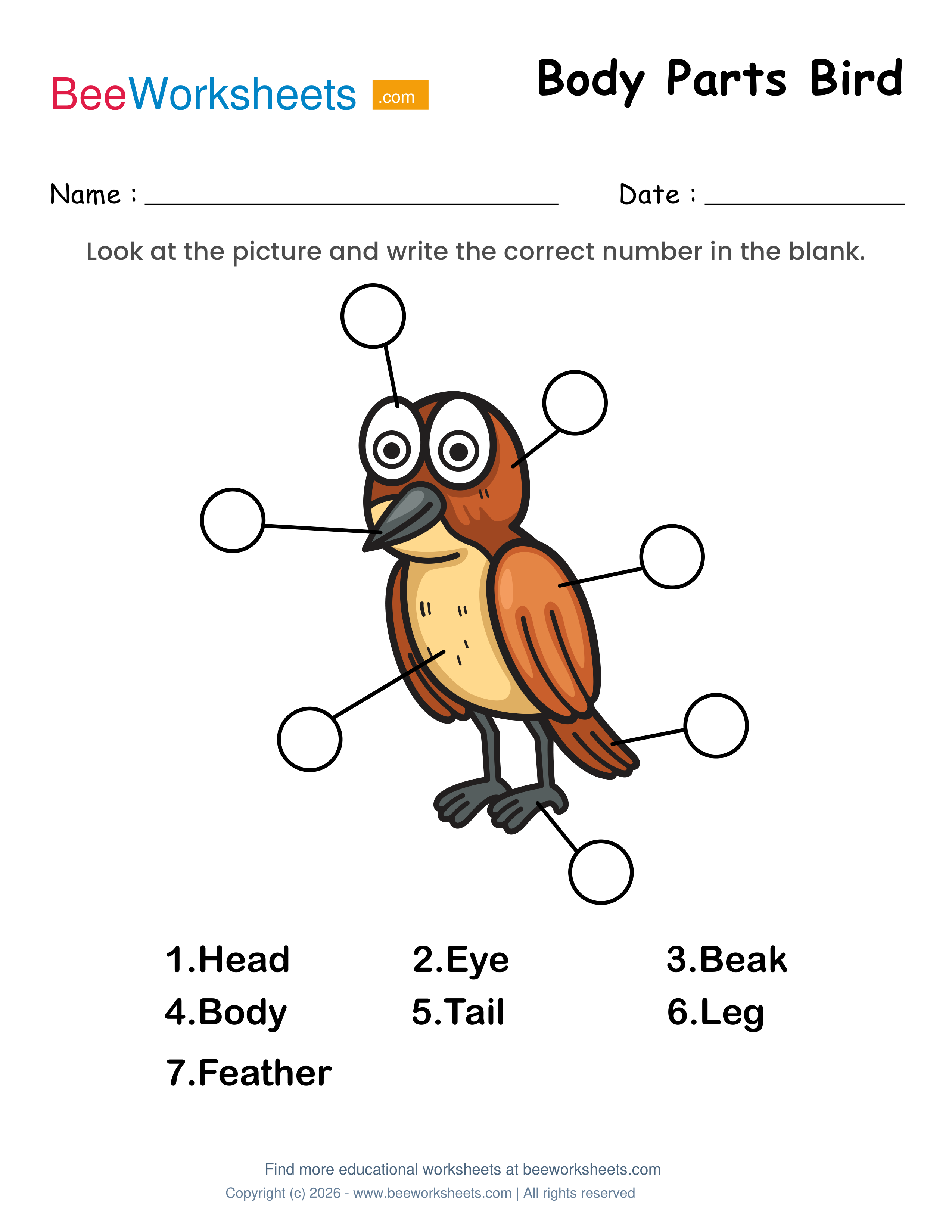 Label the Body Parts of Bird Worksheet Preview
