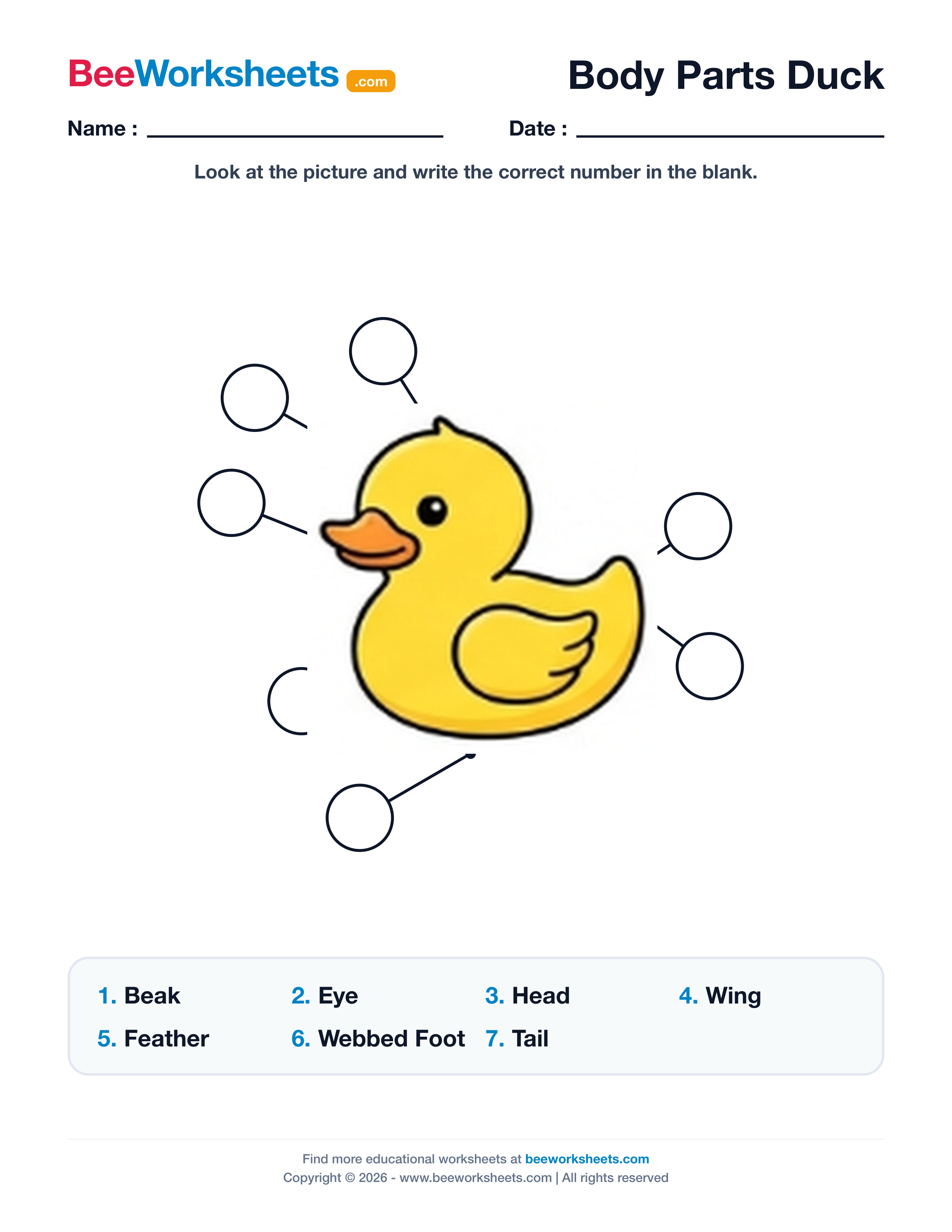 Label the Body Parts of Duck Worksheet Preview