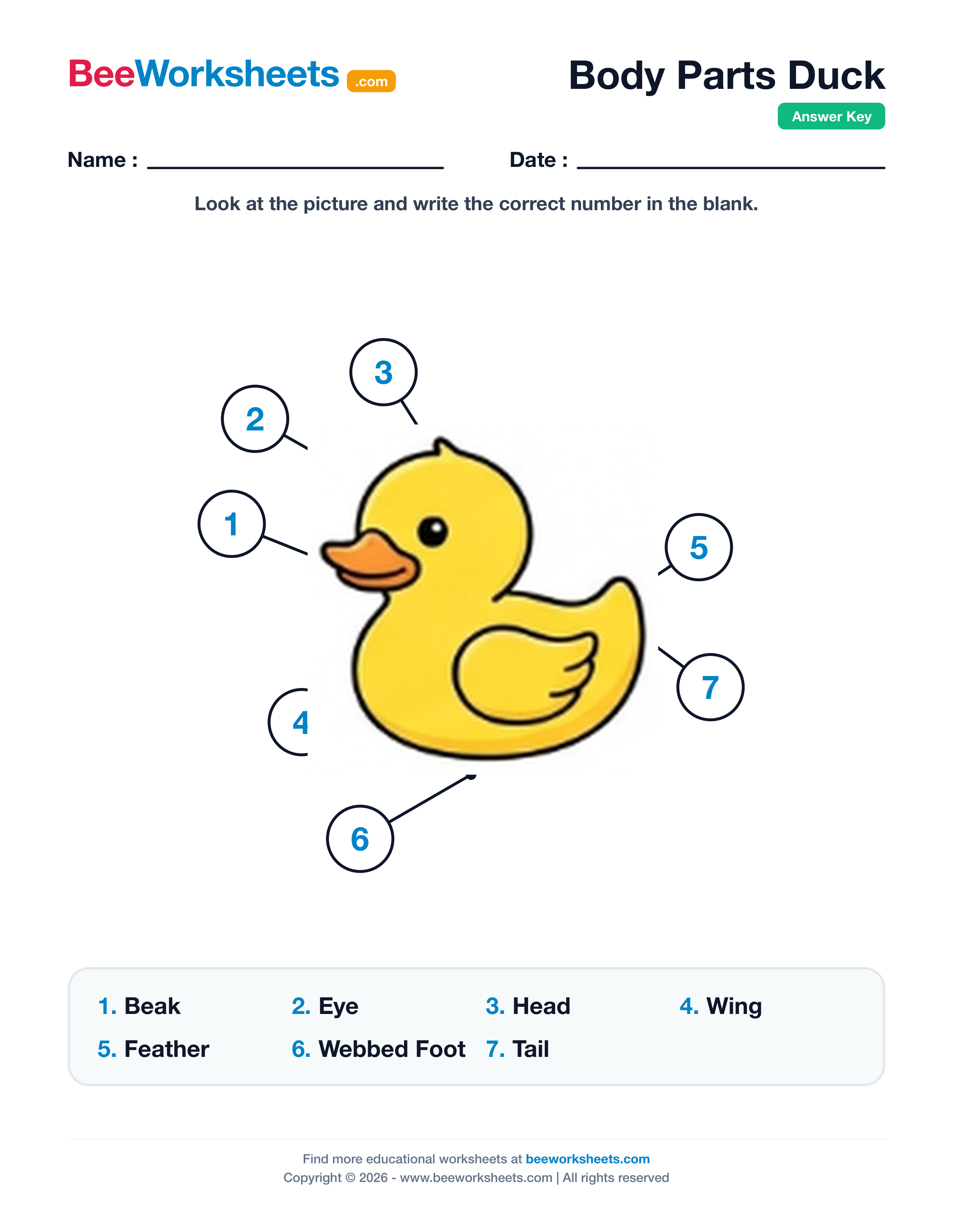 Teacher answer key and solutions preview for Label the Body Parts of Duck Worksheet printable PDF