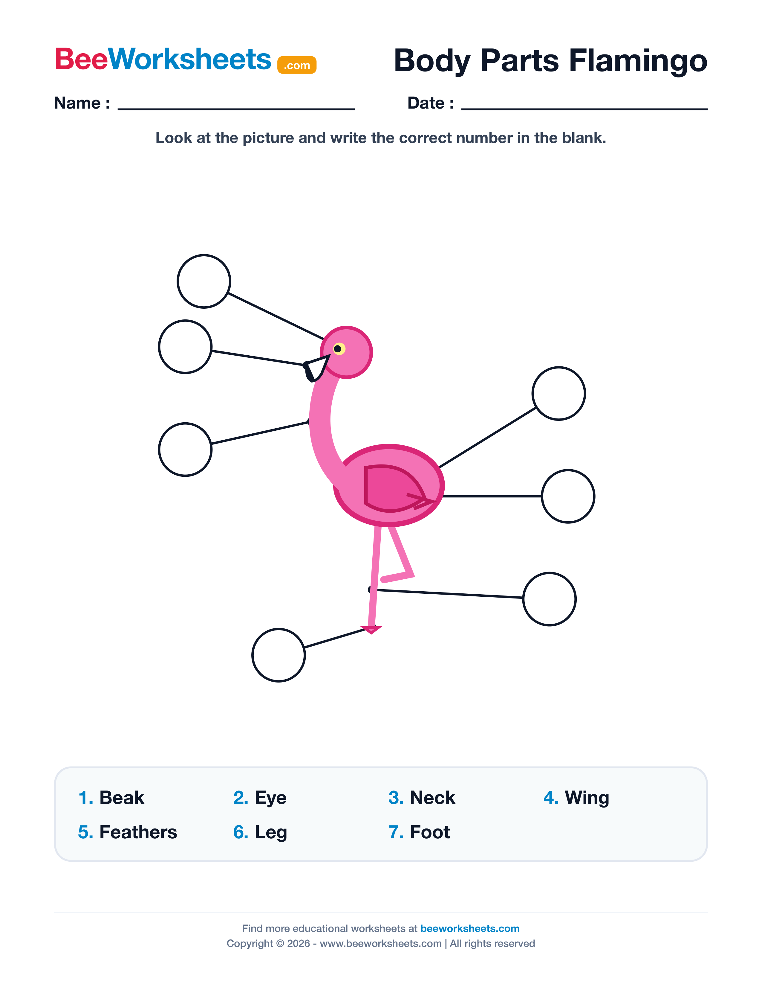 Label the Body Parts of Flamingo Worksheet Preview