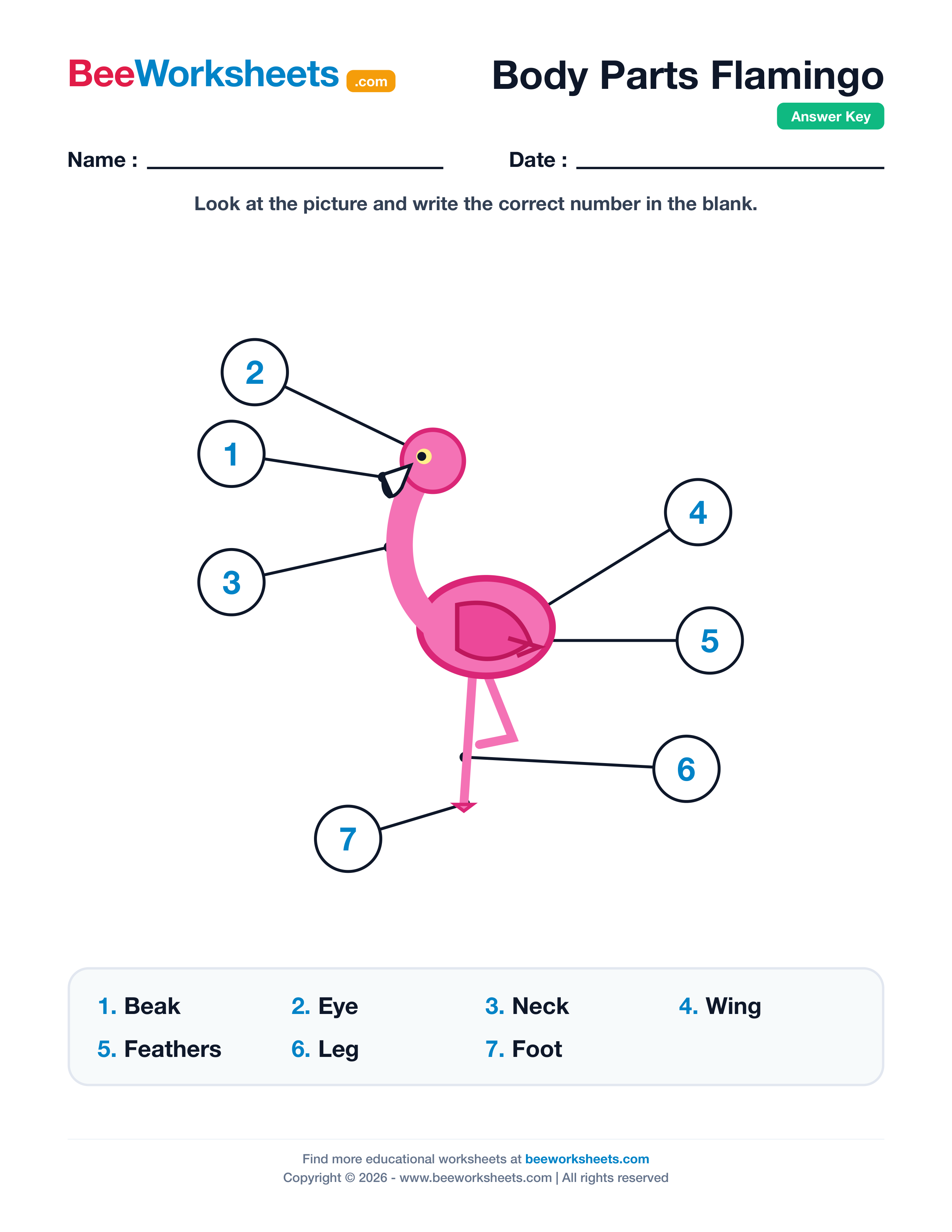 Teacher answer key and solutions preview for Label the Body Parts of Flamingo Worksheet printable PDF