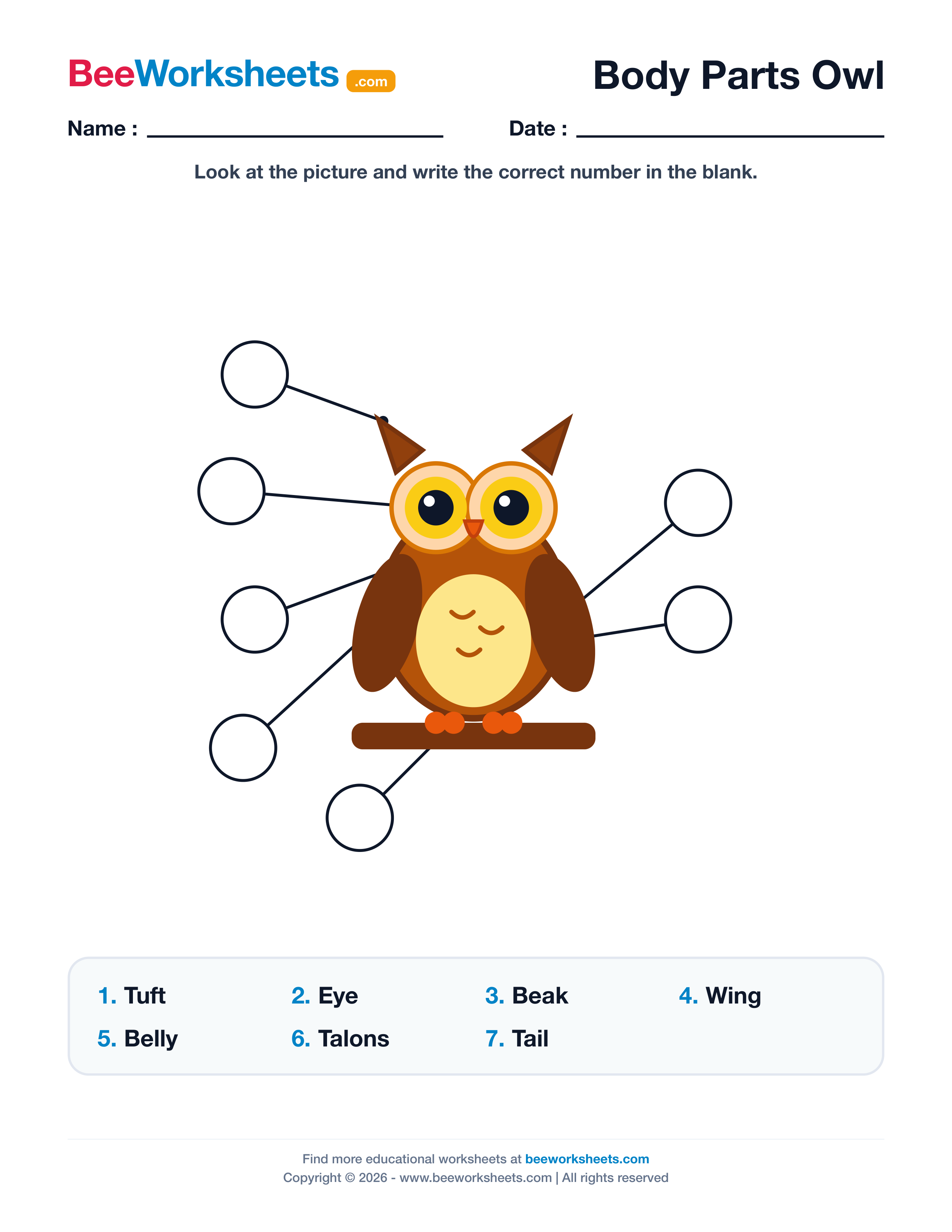 Label the Body Parts of Owl Worksheet Preview