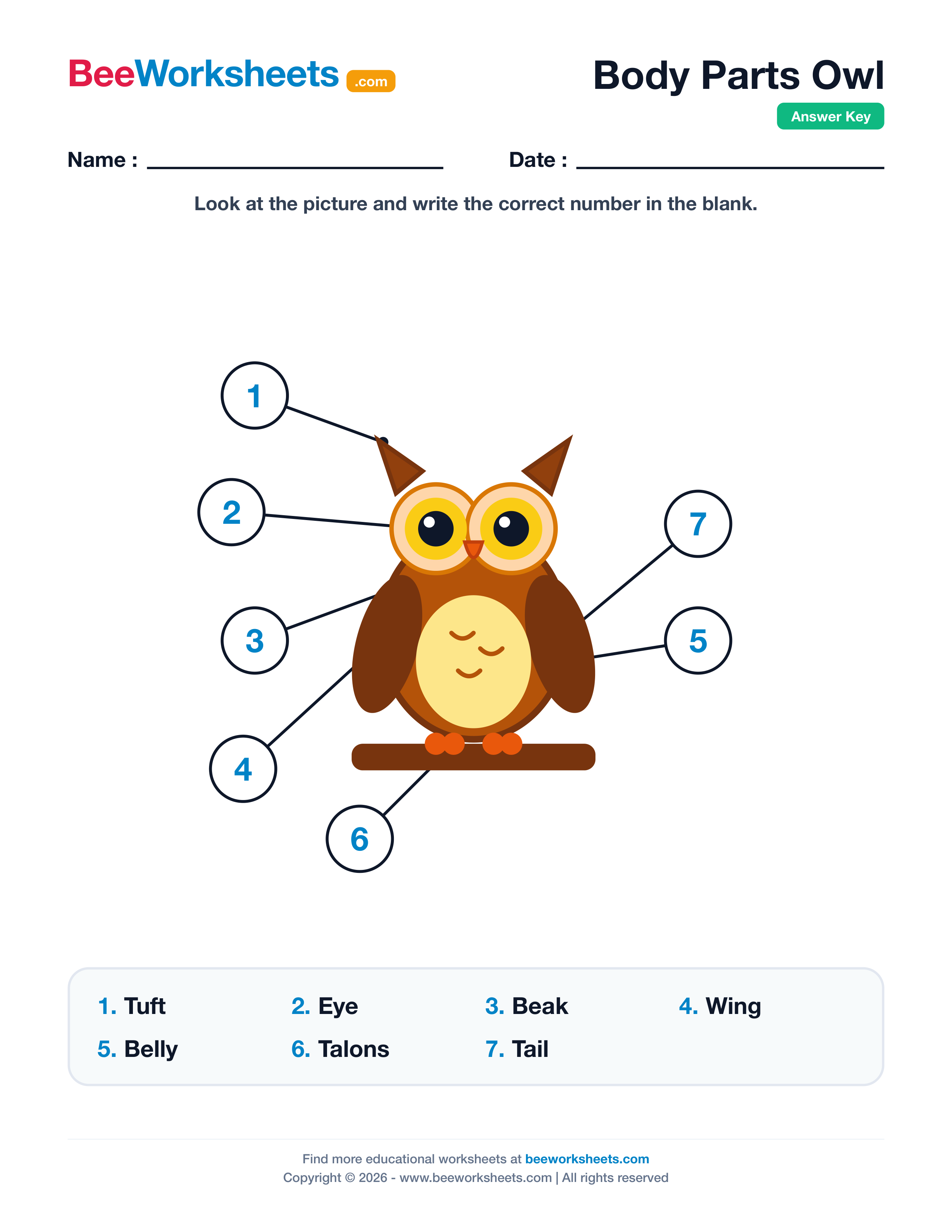 Teacher answer key and solutions preview for Label the Body Parts of Owl Worksheet printable PDF