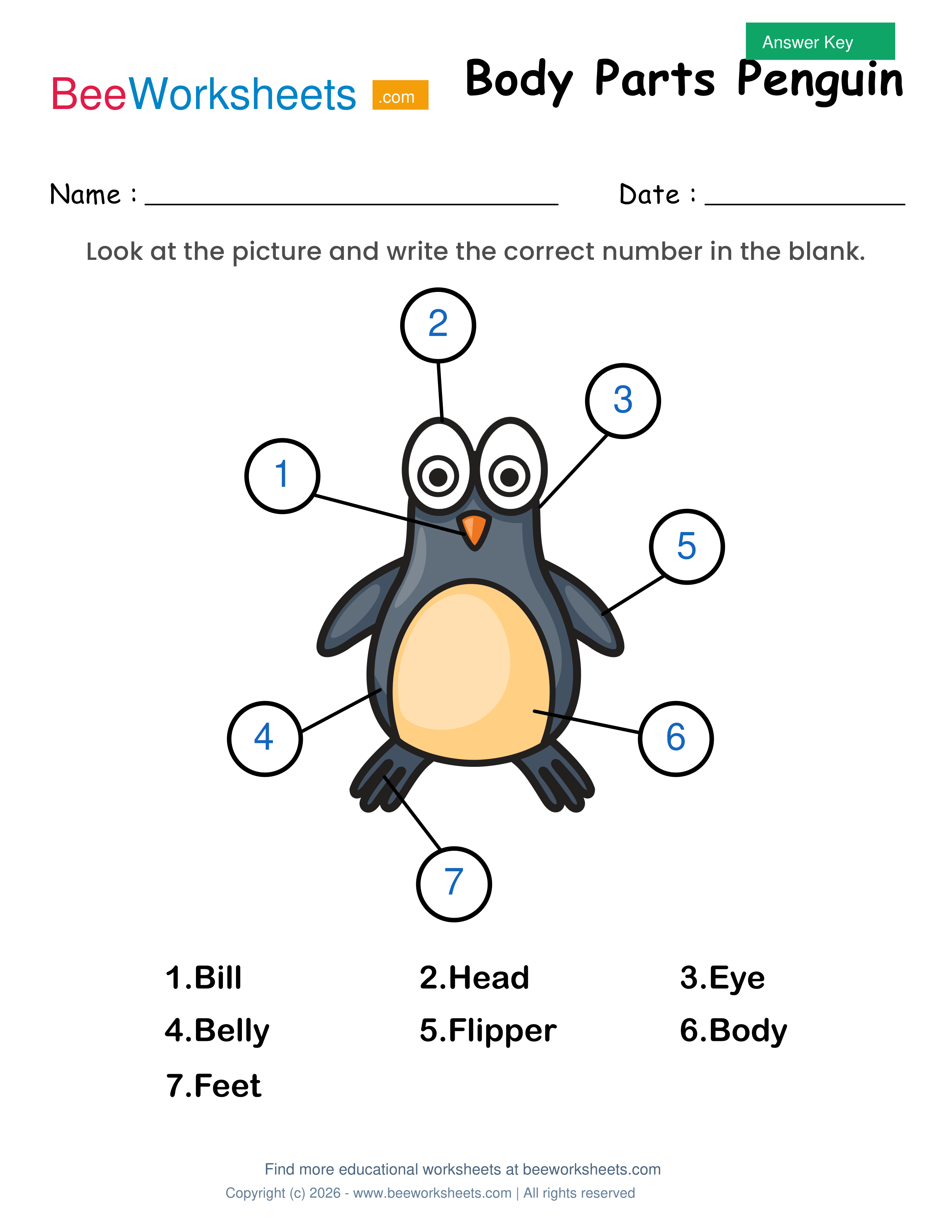 Teacher answer key and solutions preview for Label the Body Parts of Penguin Worksheet printable PDF