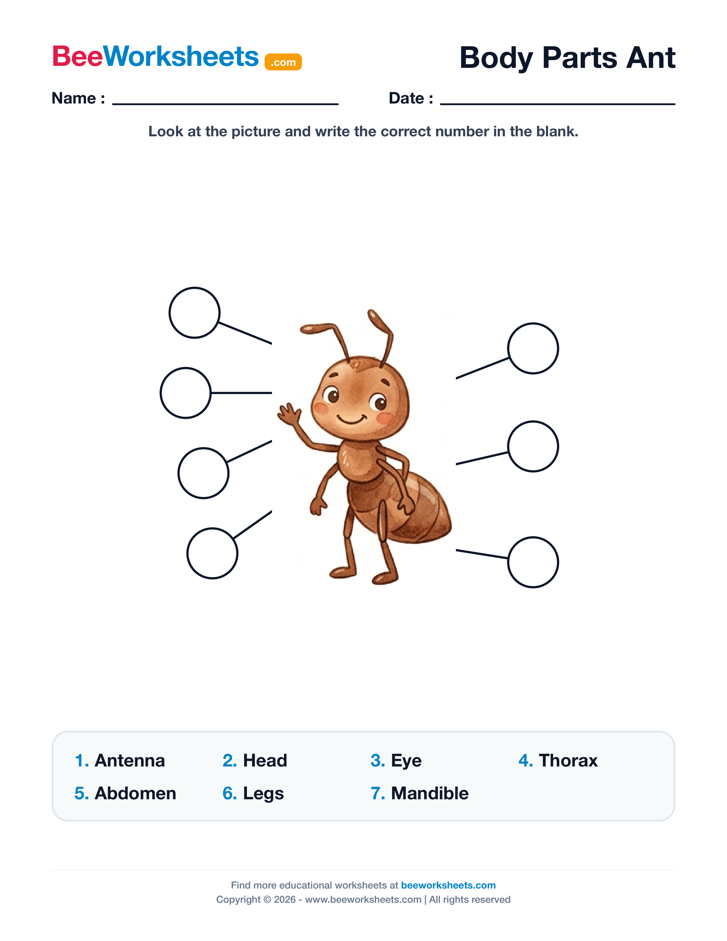 Label the Body Parts of Ant Worksheet Preview