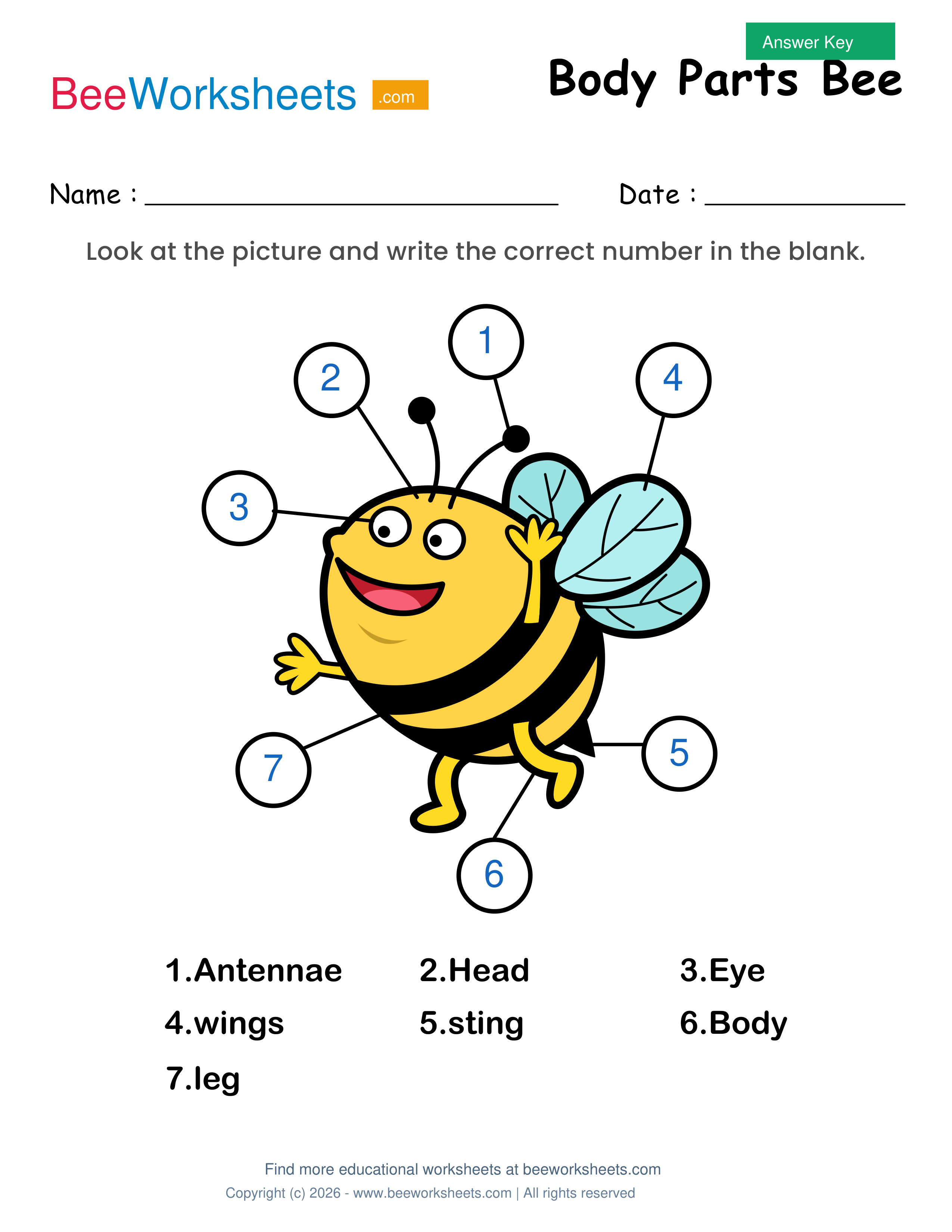 Teacher answer key and solutions preview for Label the Body Parts of Bee Worksheet printable PDF