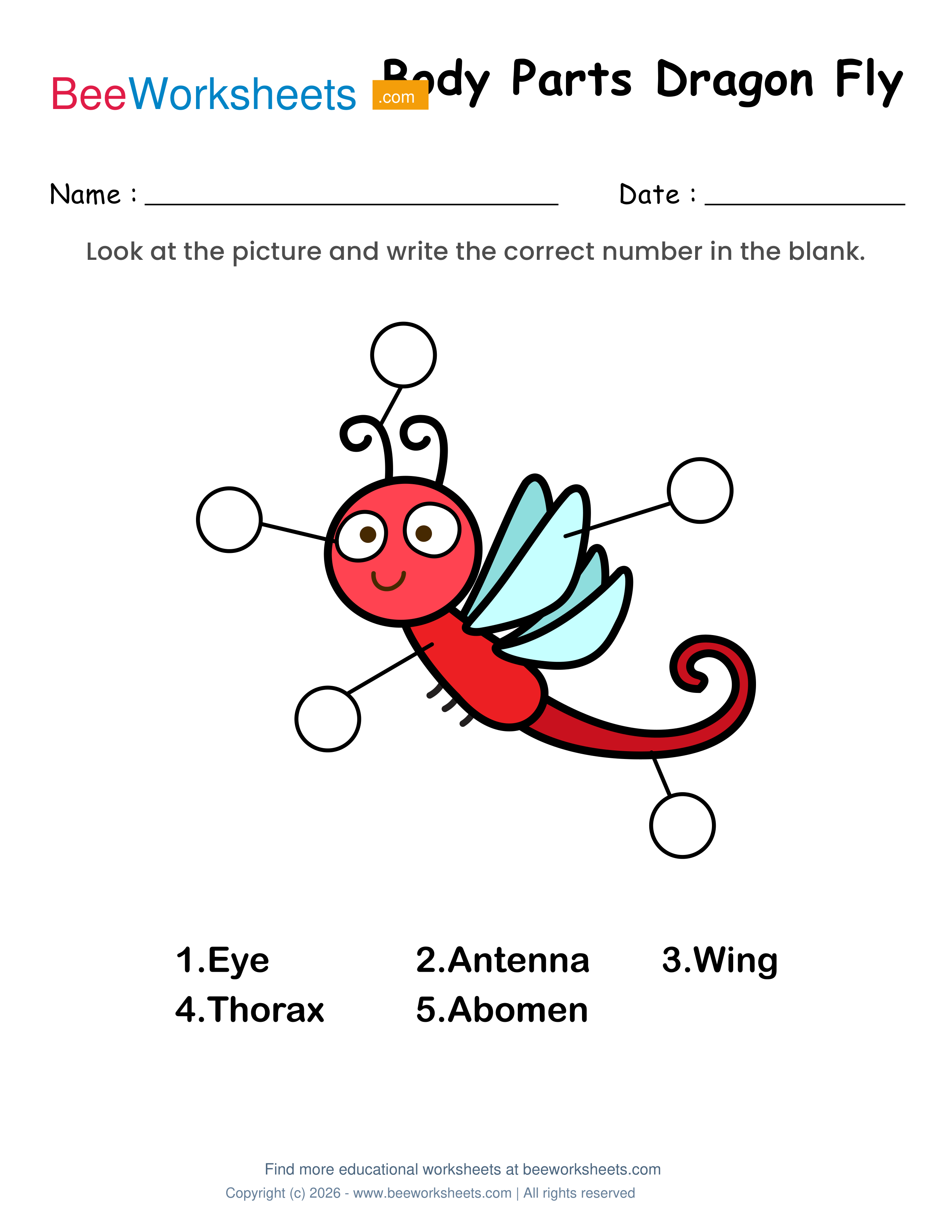 Label the Body Parts of Dragonfly Worksheet Preview
