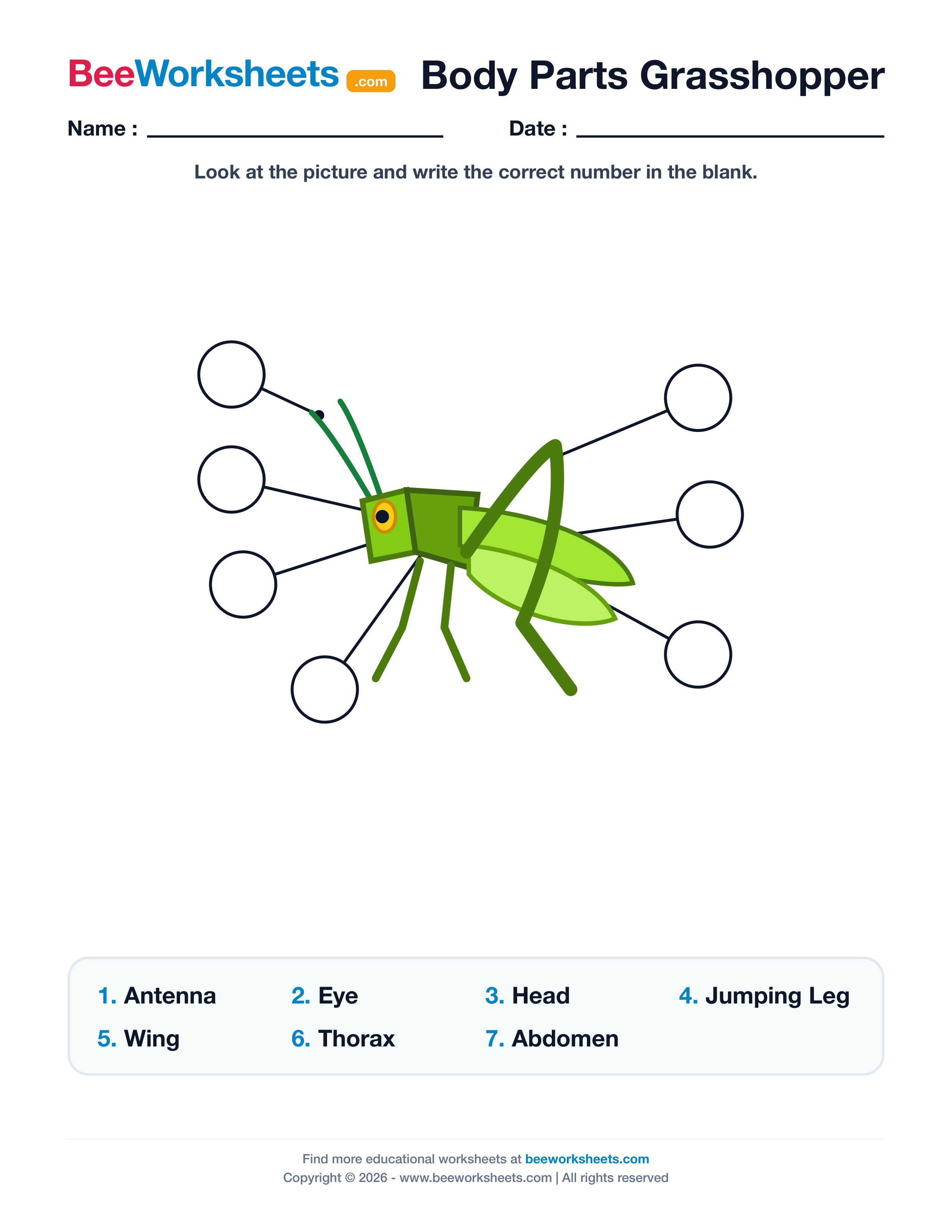 Label the Body Parts of Grasshopper Worksheet Preview