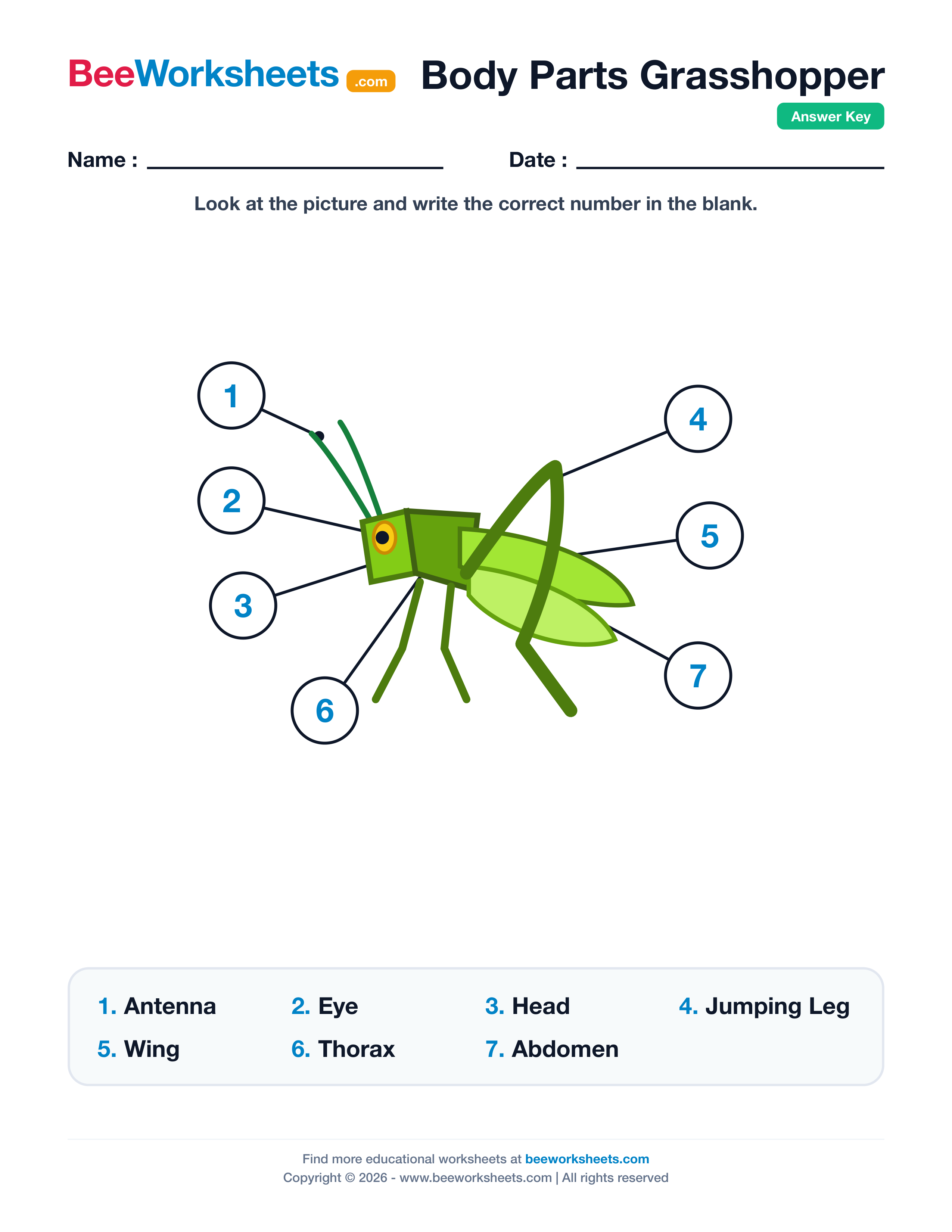 Teacher answer key and solutions preview for Label the Body Parts of Grasshopper Worksheet printable PDF