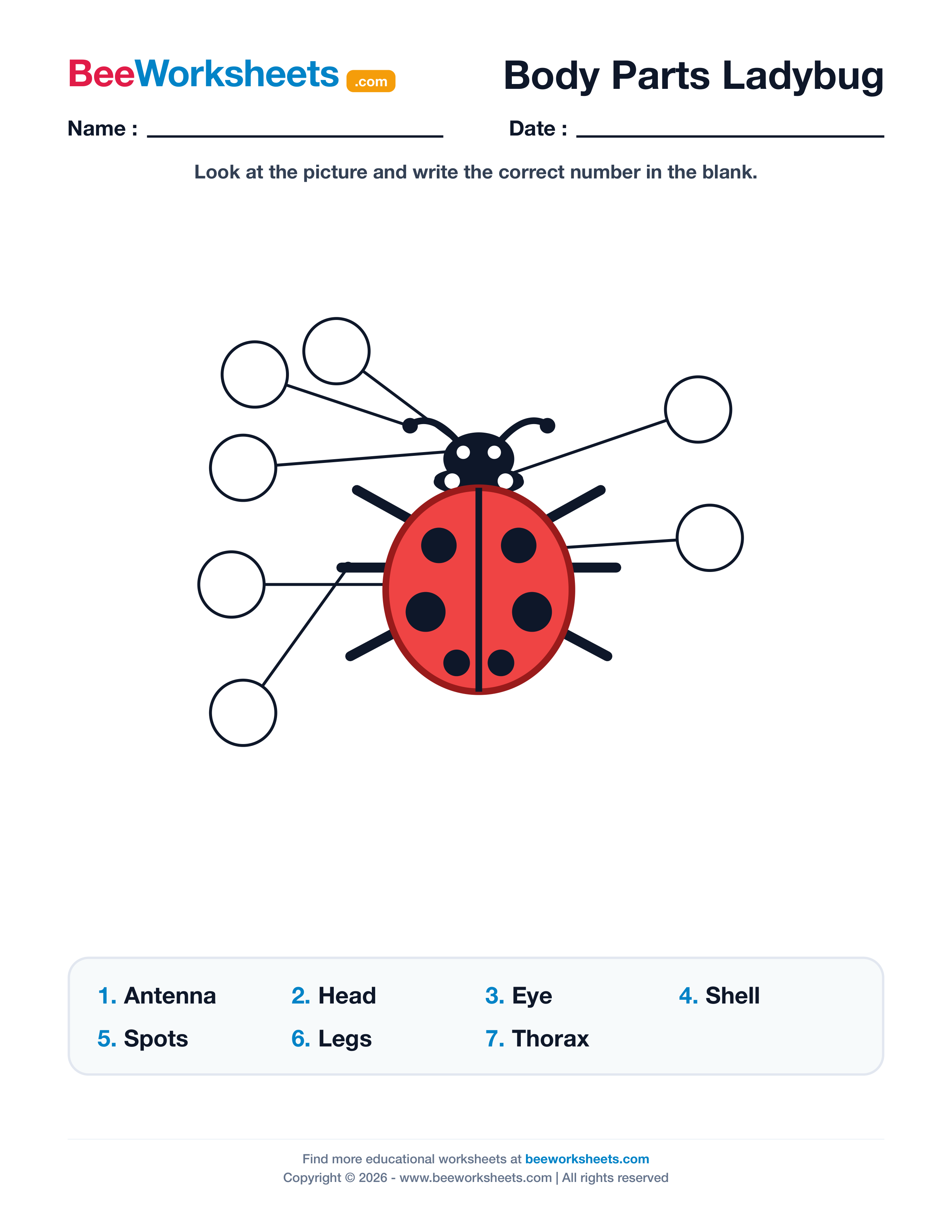 Label the Body Parts of Ladybug Worksheet Preview