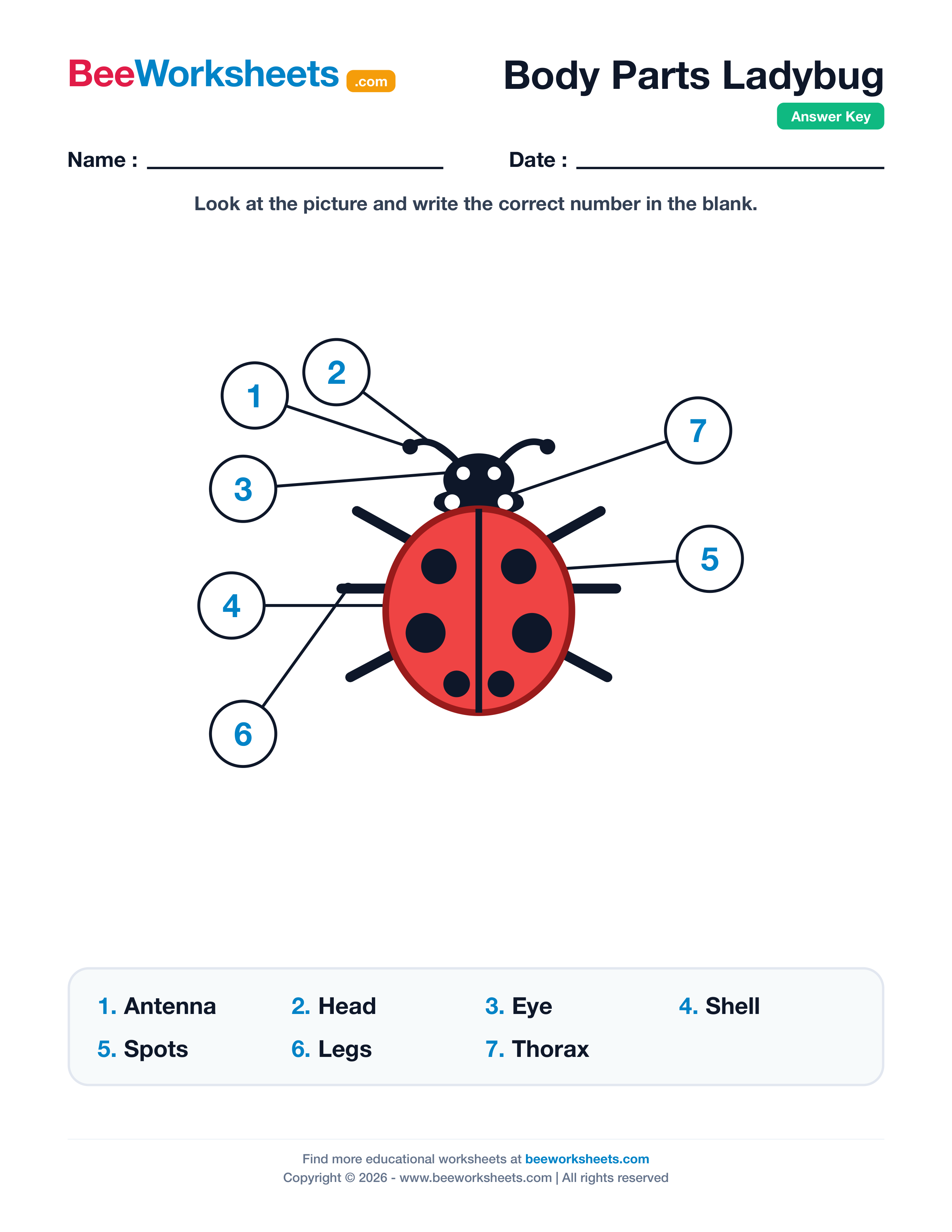 Teacher answer key and solutions preview for Label the Body Parts of Ladybug Worksheet printable PDF