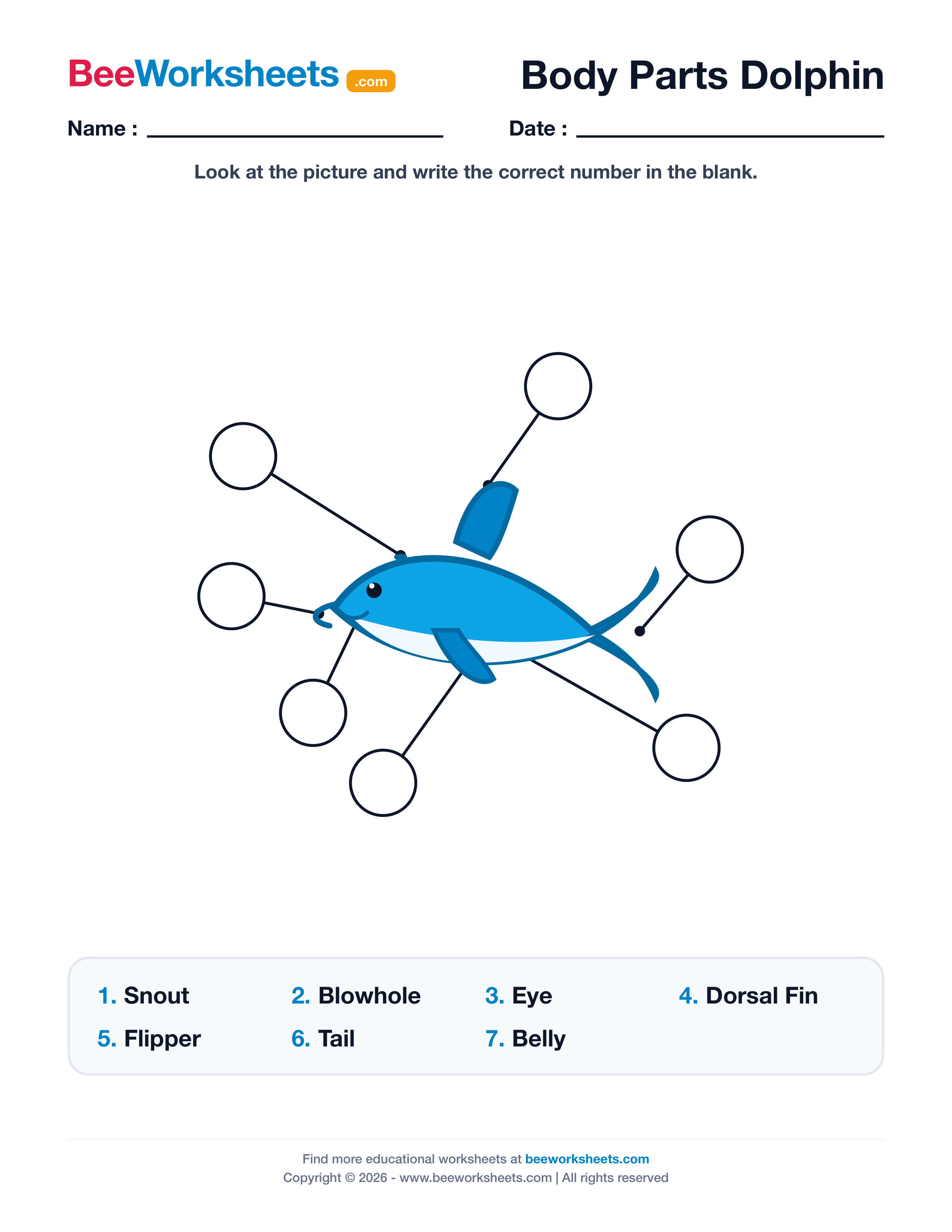 Label the Body Parts of Dolphin Worksheet Preview