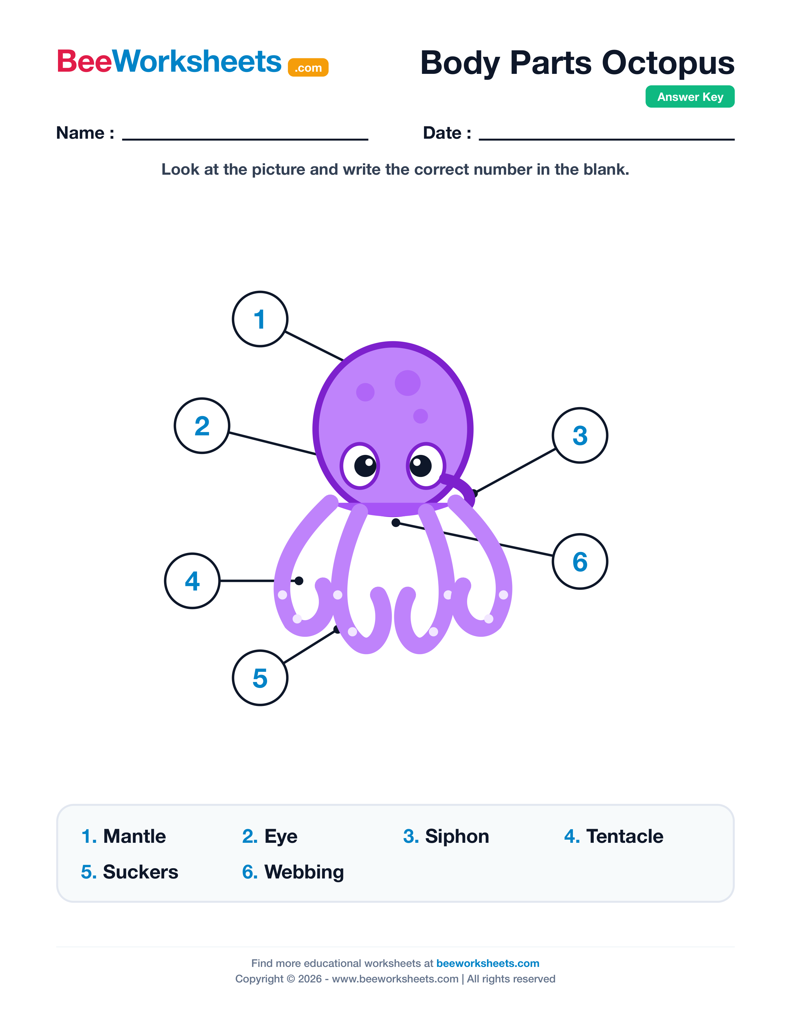 Teacher answer key and solutions preview for Label the Body Parts of Octopus Worksheet printable PDF