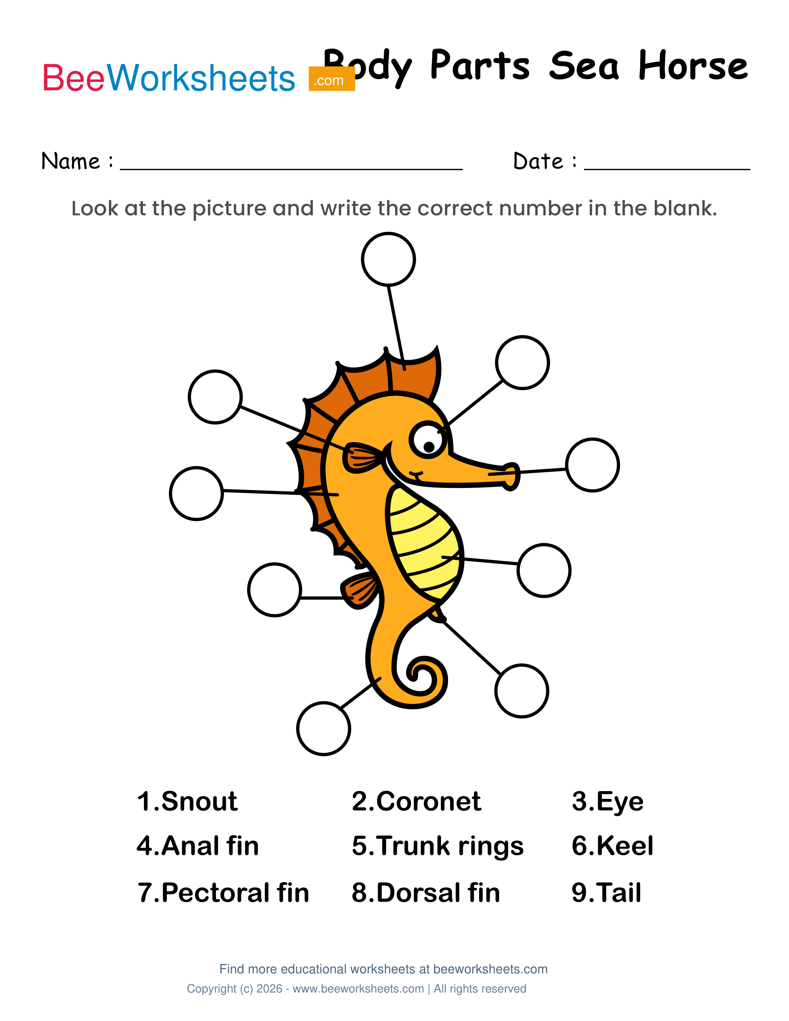 Label the Body Parts of Seahorse Worksheet Preview