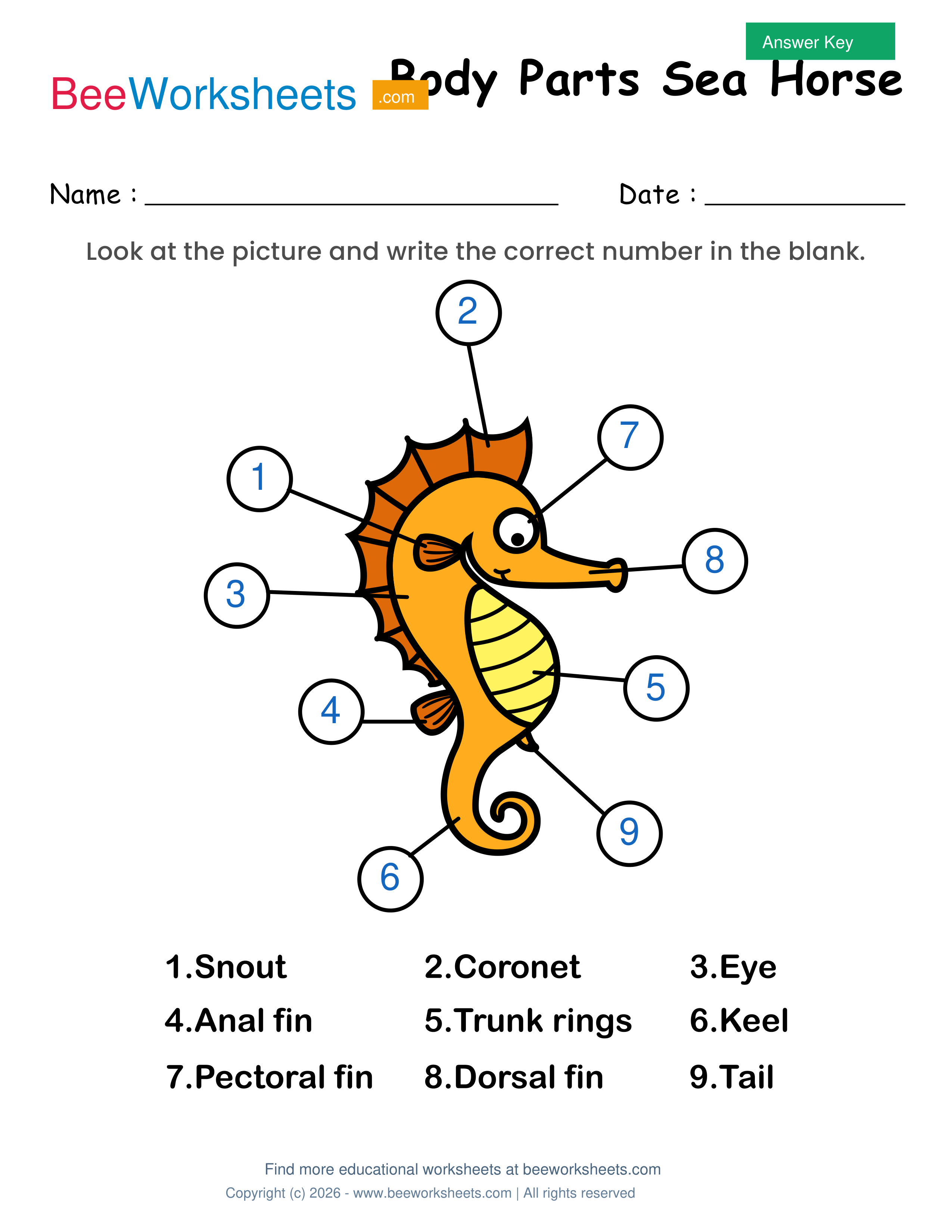 Teacher answer key and solutions preview for Label the Body Parts of Seahorse Worksheet printable PDF
