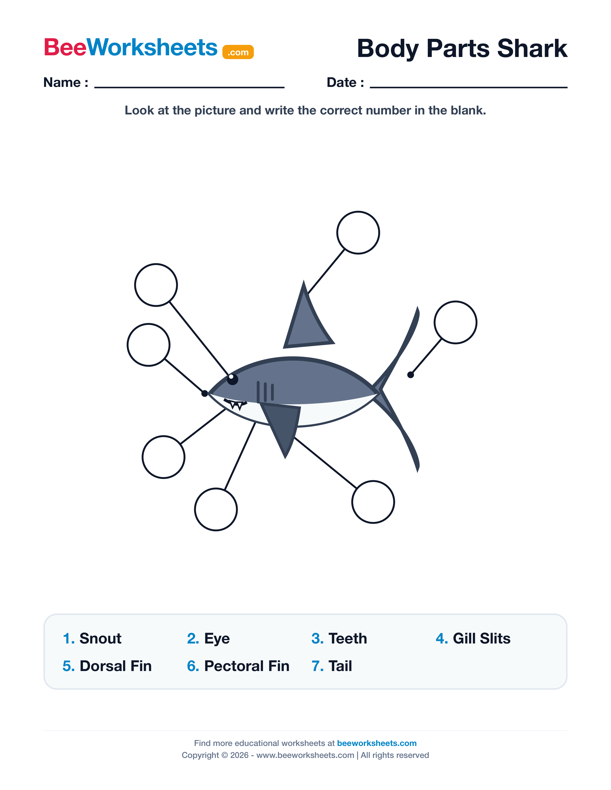 Label the Body Parts of Shark Worksheet Preview