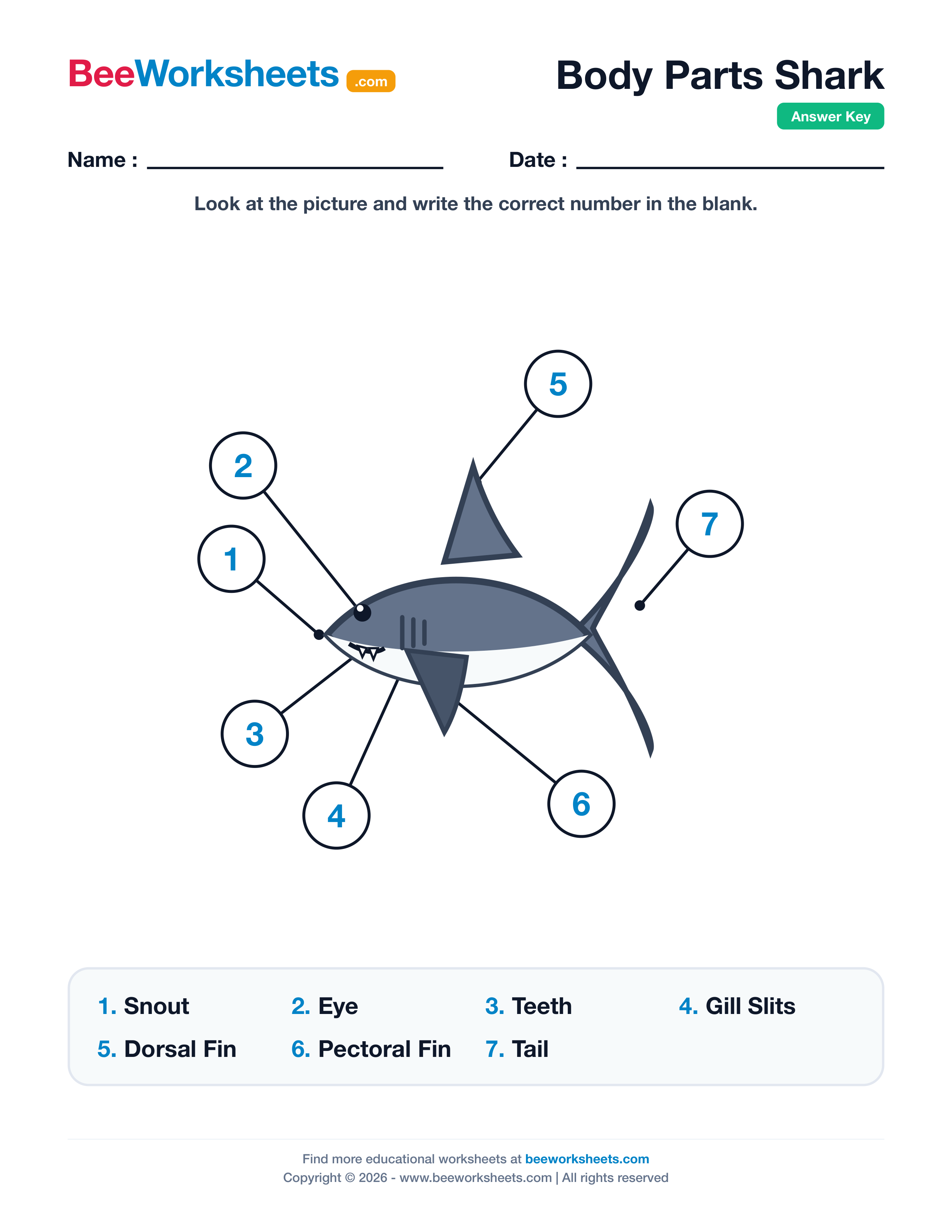 Teacher answer key and solutions preview for Label the Body Parts of Shark Worksheet printable PDF