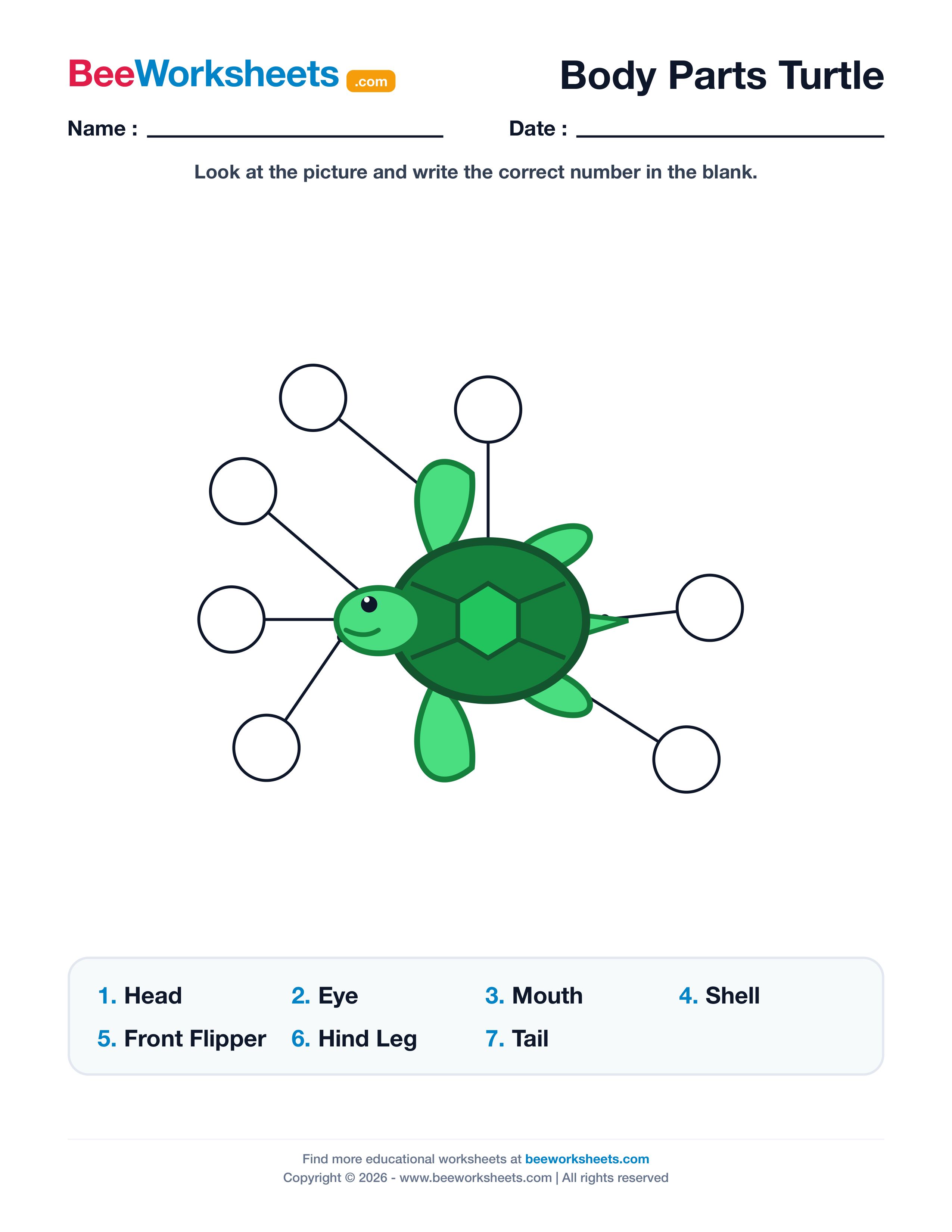 Label the Body Parts of Turtle Worksheet Preview
